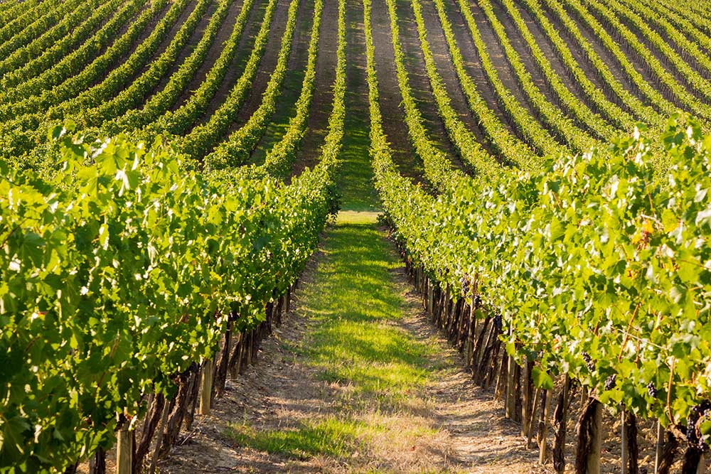 I grandi vini d'Italia: Fiano di Avellino